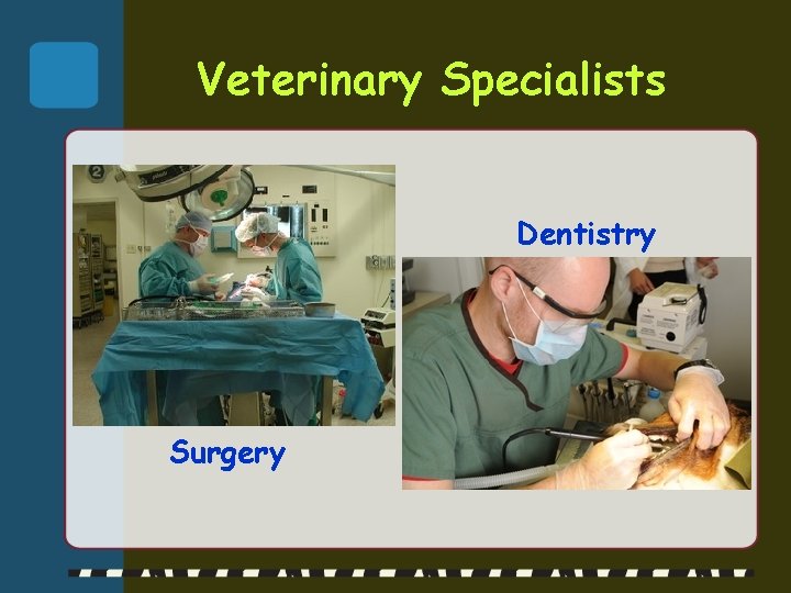 Veterinary Specialists Dentistry Surgery 