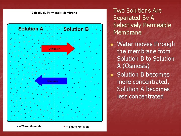 Two Solutions Are Separated By A Selectively Permeable Membrane n n Water moves through