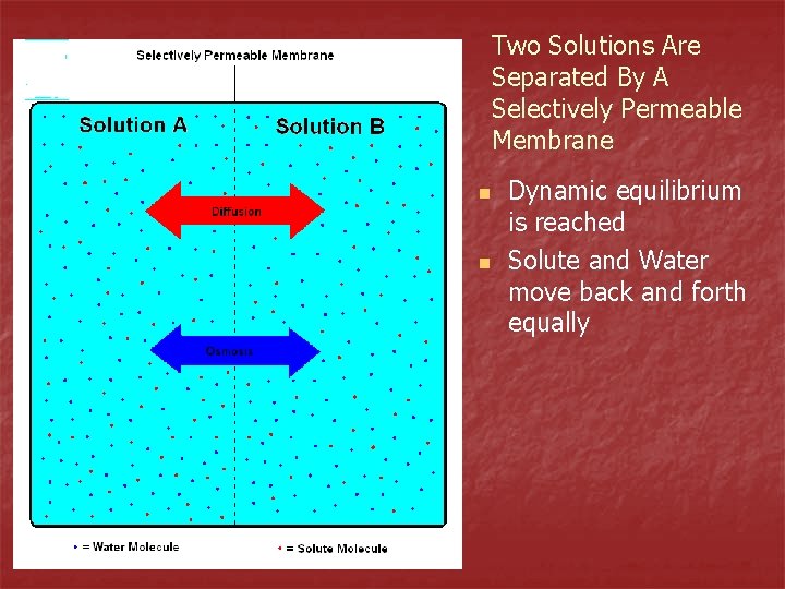Two Solutions Are Separated By A Selectively Permeable Membrane n n Dynamic equilibrium is