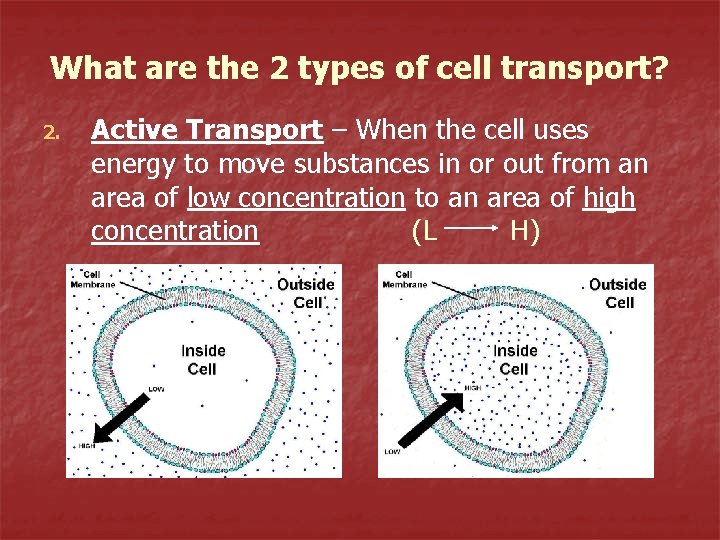 What are the 2 types of cell transport? 2. Active Transport – When the