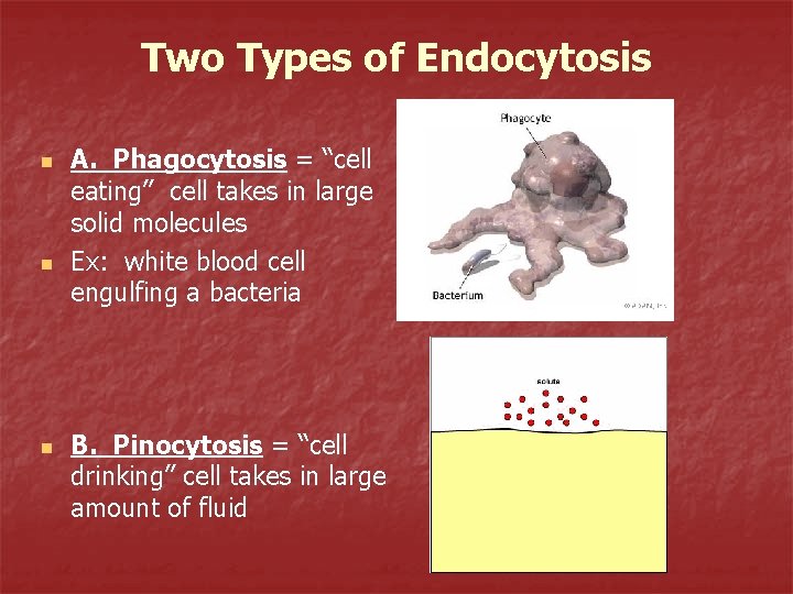 Two Types of Endocytosis n n n A. Phagocytosis = “cell eating” cell takes