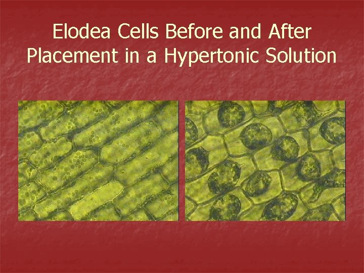 Elodea Cells Before and After Placement in a Hypertonic Solution 