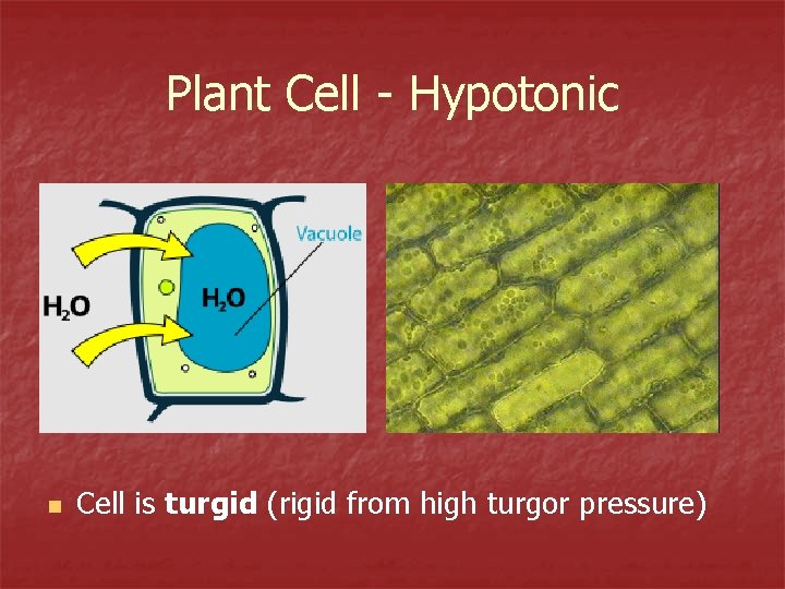 Plant Cell - Hypotonic n Cell is turgid (rigid from high turgor pressure) 