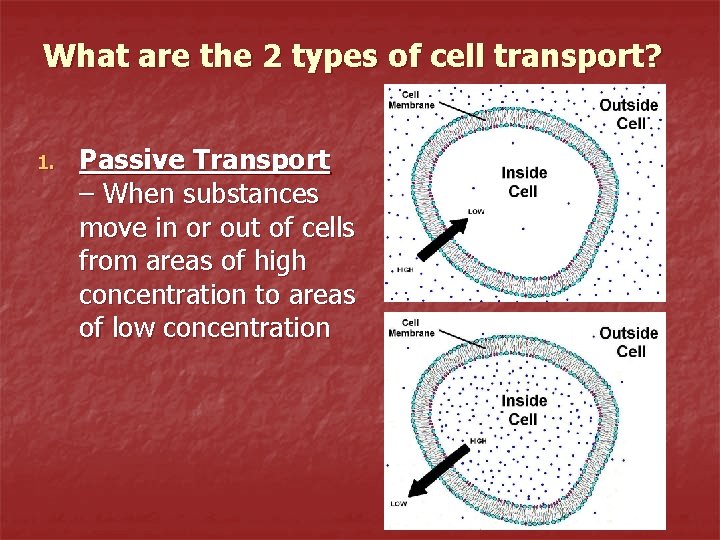 What are the 2 types of cell transport? 1. Passive Transport – When substances