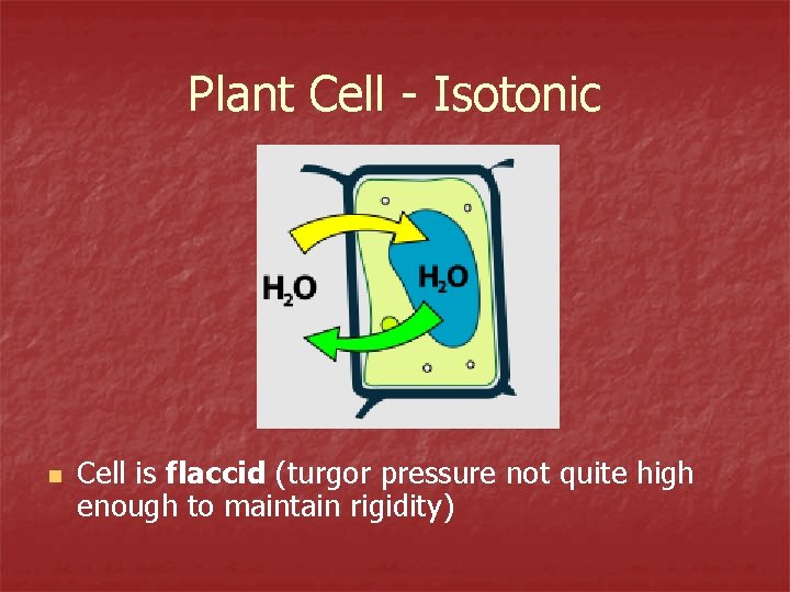 Plant Cell - Isotonic n Cell is flaccid (turgor pressure not quite high enough