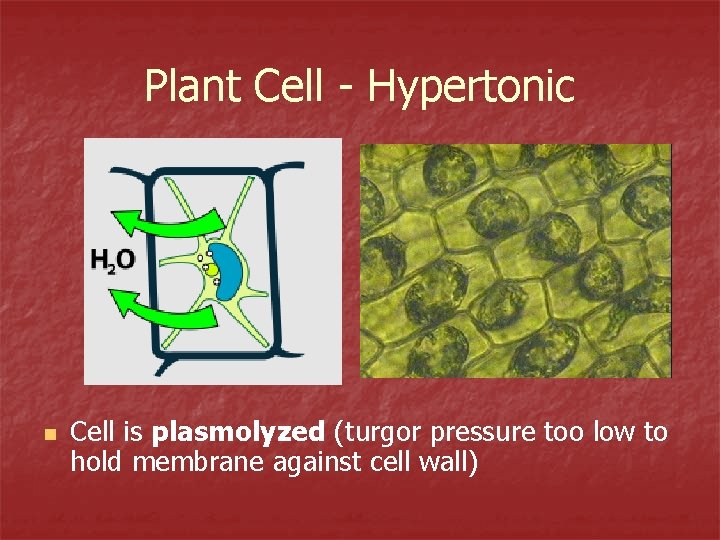 Plant Cell - Hypertonic n Cell is plasmolyzed (turgor pressure too low to hold