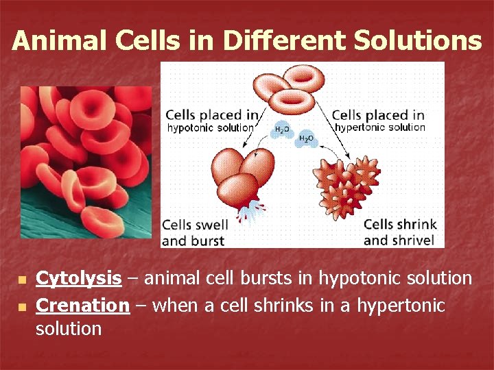Animal Cells in Different Solutions n n Cytolysis – animal cell bursts in hypotonic