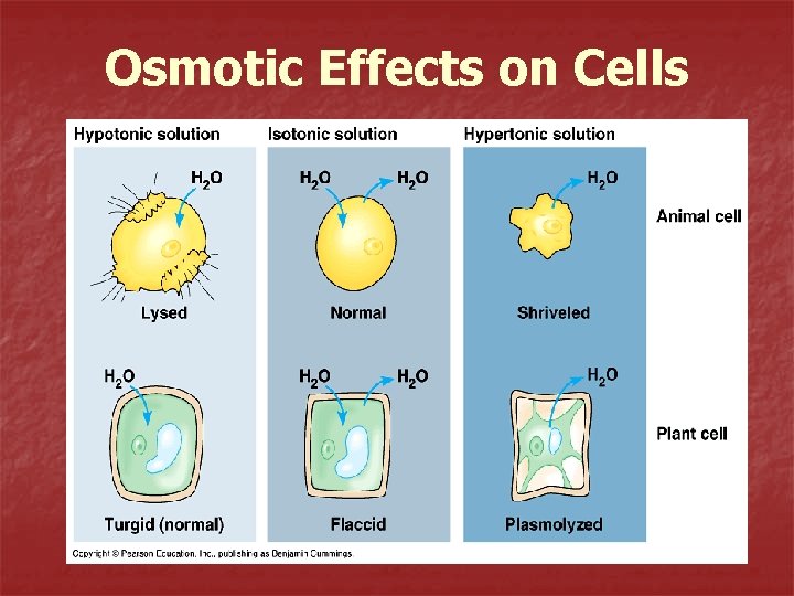 Osmotic Effects on Cells 