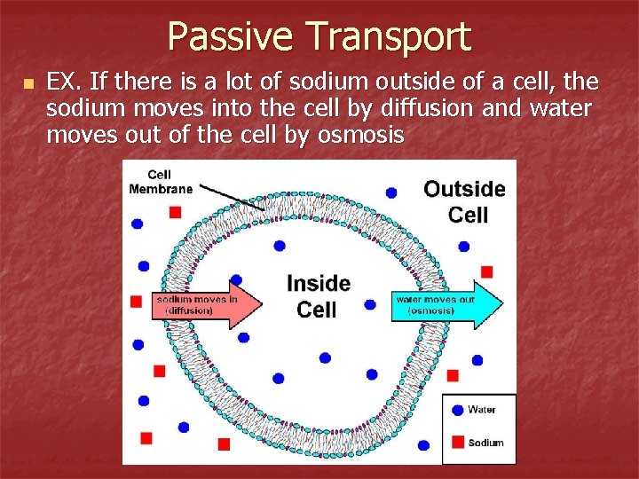 Passive Transport n EX. If there is a lot of sodium outside of a