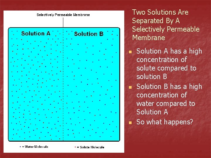 Two Solutions Are Separated By A Selectively Permeable Membrane n n n Solution A