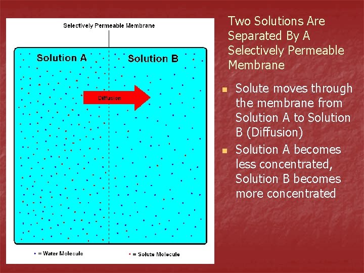 Two Solutions Are Separated By A Selectively Permeable Membrane n n Solute moves through