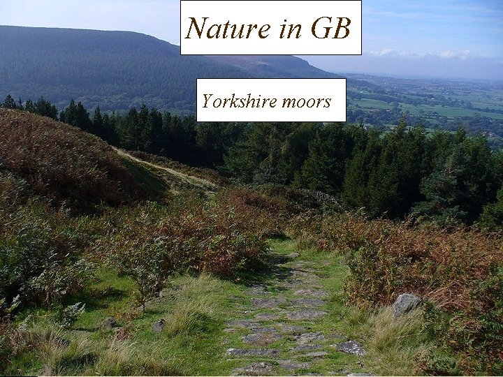 Nature in GB Yorkshire moors 