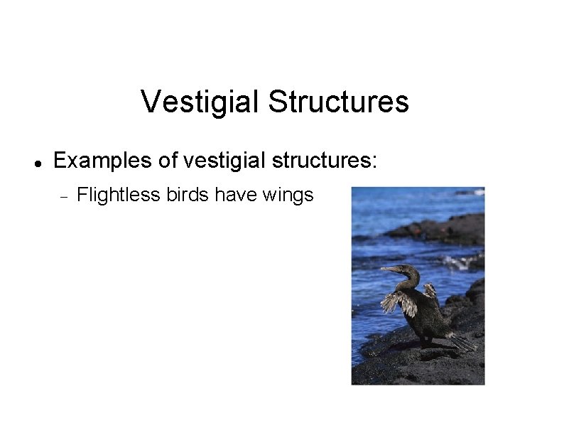 Vestigial Structures Examples of vestigial structures: Flightless birds have wings 
