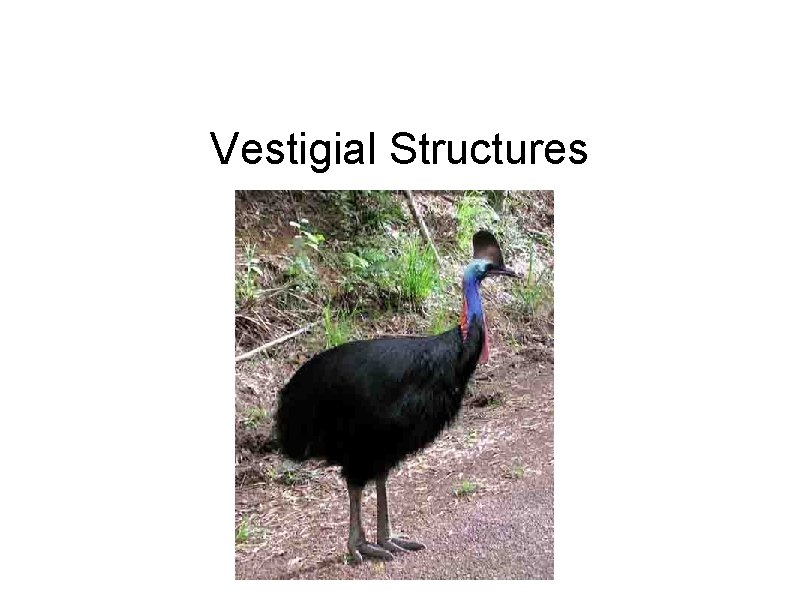 Vestigial Structures 