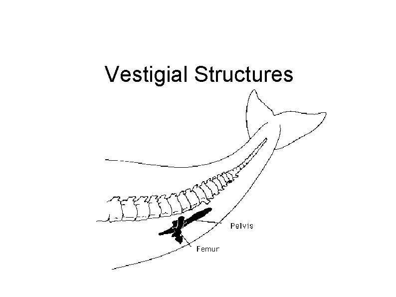 Vestigial Structures 