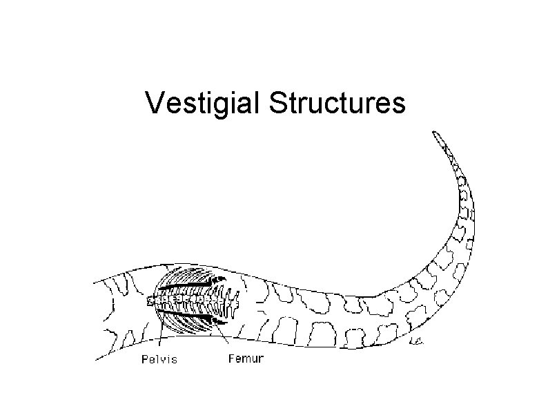 Vestigial Structures 