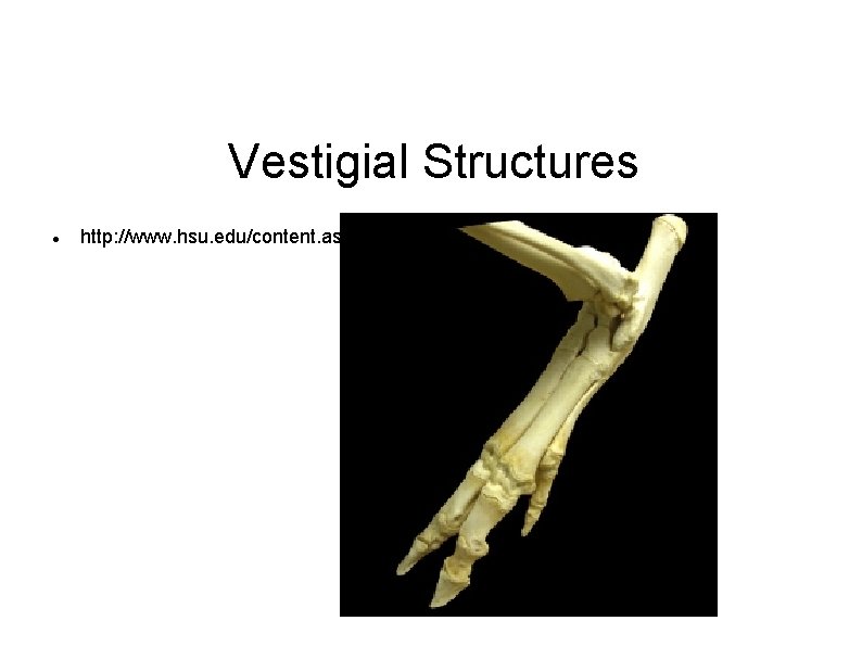 Vestigial Structures http: //www. hsu. edu/content. aspx? id=5290 