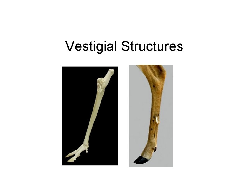 Vestigial Structures 