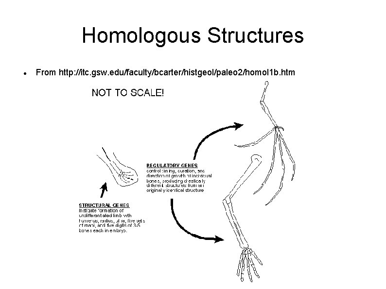 Homologous Structures From http: //itc. gsw. edu/faculty/bcarter/histgeol/paleo 2/homol 1 b. htm 