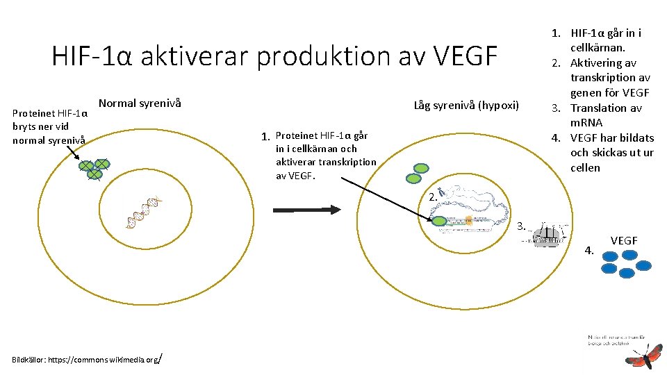 HIF-1α aktiverar produktion av VEGF Proteinet HIF-1α bryts ner vid normal syrenivå Normal syrenivå