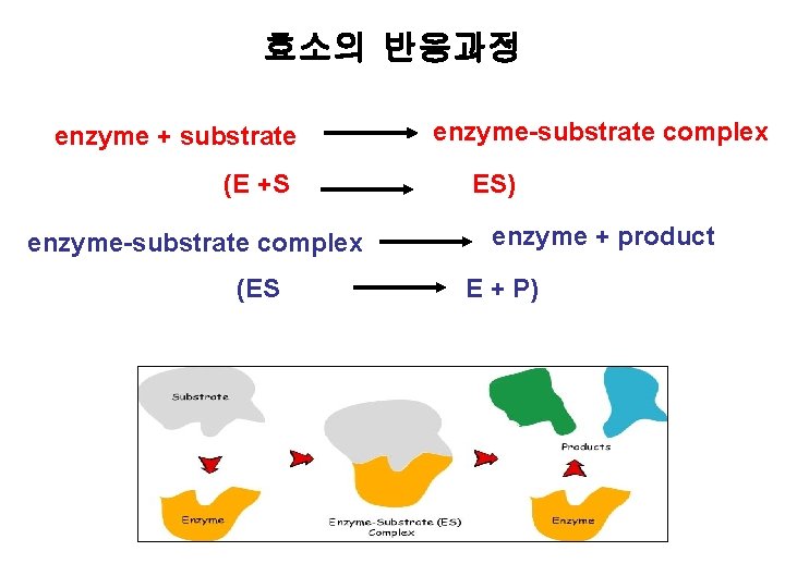 효소의 반응과정 enzyme + substrate (E +S enzyme-substrate complex (ES enzyme-substrate complex ES) enzyme