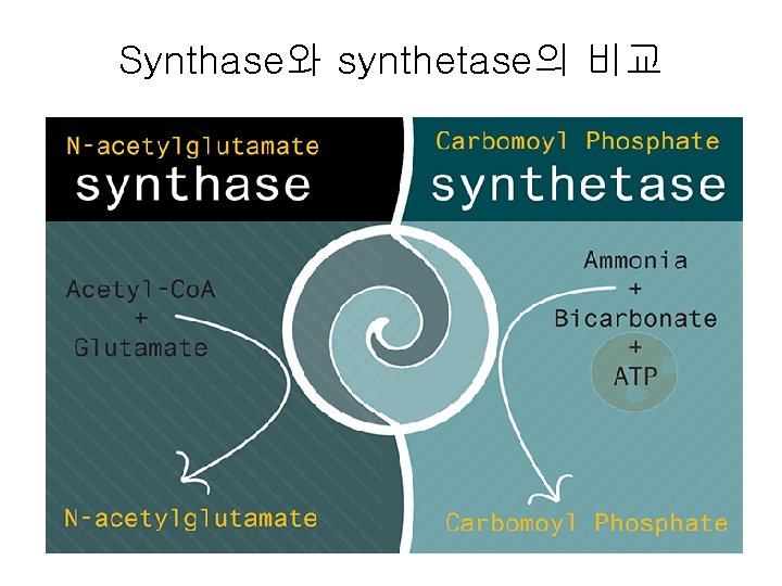 Synthase와 synthetase의 비교 