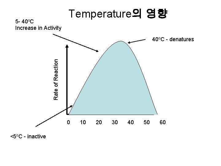 40 o. C 5 Increase in Activity Temperature의 영향 Rate of Reaction 40 o.