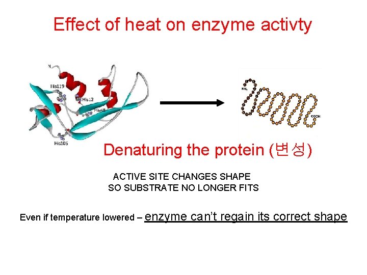Effect of heat on enzyme activty Denaturing the protein (변성) ACTIVE SITE CHANGES SHAPE