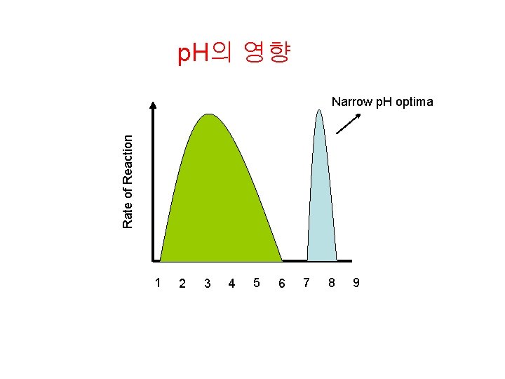 p. H의 영향 Rate of Reaction Narrow p. H optima 1 2 3 4