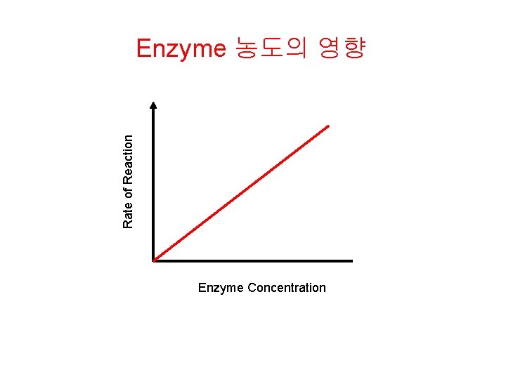 Rate of Reaction Enzyme 농도의 영향 Enzyme Concentration 