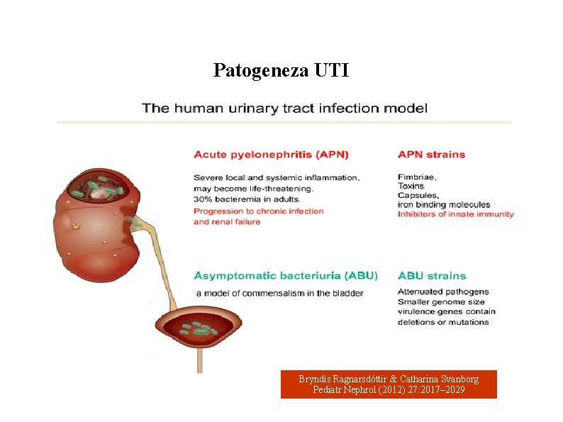 Patogeneza UTI Bryndís Ragnarsdóttir & Catharina Svanborg Pediatr Nephrol (2012) 27: 2017– 2029 