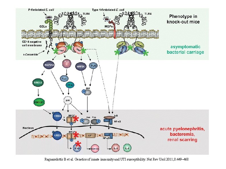 Ragnarsdottir B et al. Genetics of innate immunity and UTI susceptibility. Nat Rev Urol