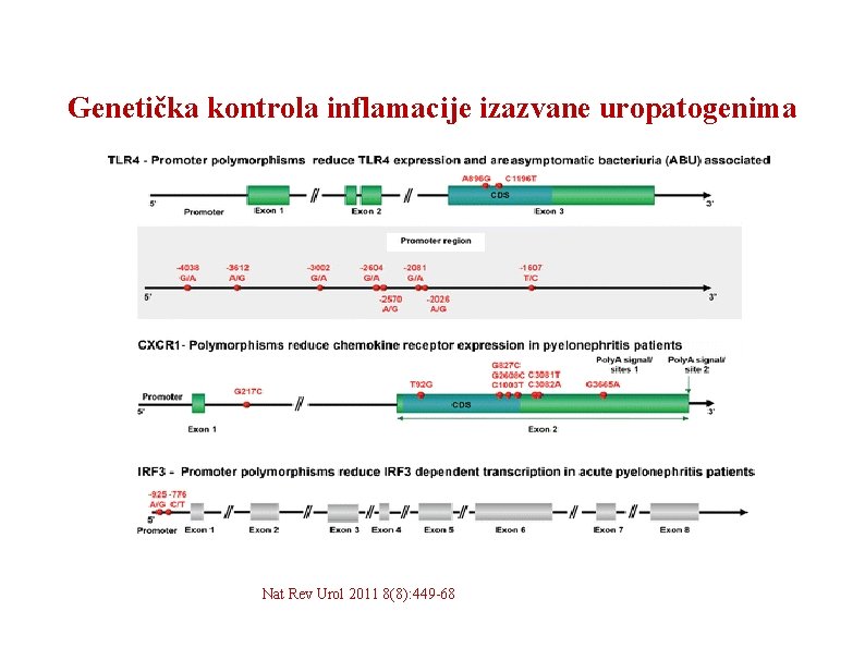 Genetička kontrola inflamacije izazvane uropatogenima Nat Rev Urol 2011 8(8): 449 -68 