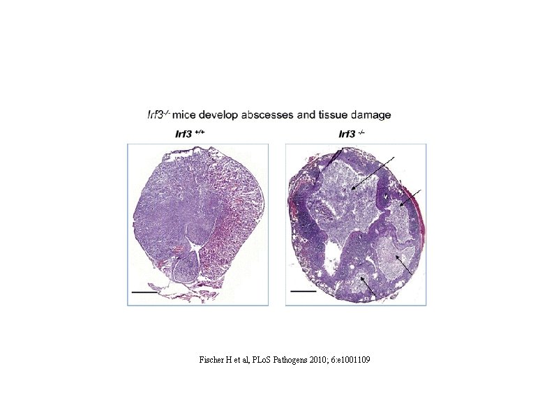 Fischer H et al, PLo. S Pathogens 2010; 6: e 1001109 