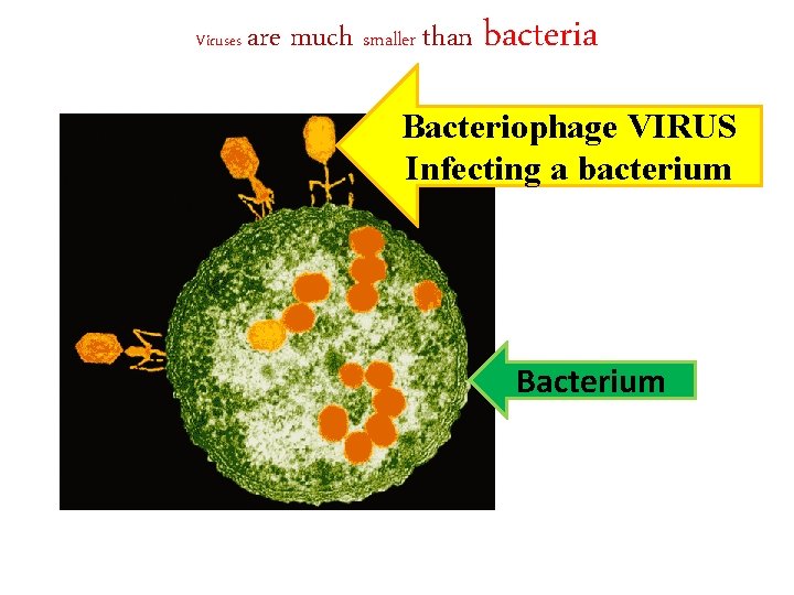 Viruses are much smaller than bacteria Bacteriophage VIRUS Infecting a bacterium Bacterium 