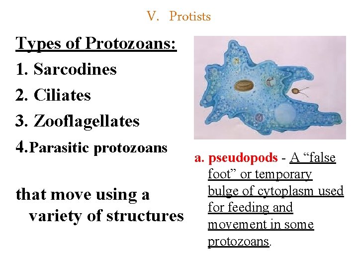 V. Protists Types of Protozoans: 1. Sarcodines 2. Ciliates 3. Zooflagellates 4. Parasitic protozoans