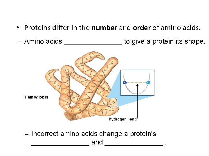  • Proteins differ in the number and order of amino acids. – Amino