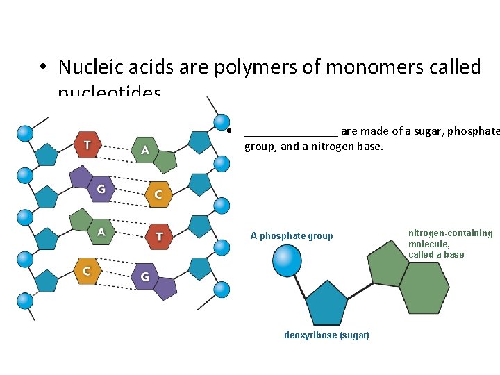  • Nucleic acids are polymers of monomers called nucleotides. • ________ are made