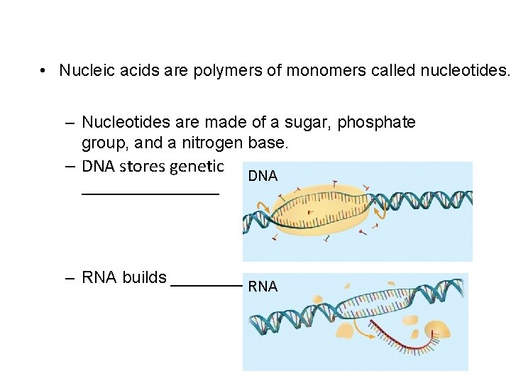  • Nucleic acids are polymers of monomers called nucleotides. – Nucleotides are made