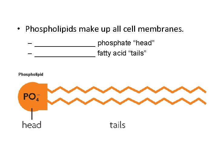  • Phospholipids make up all cell membranes. – ________ phosphate “head” – ________