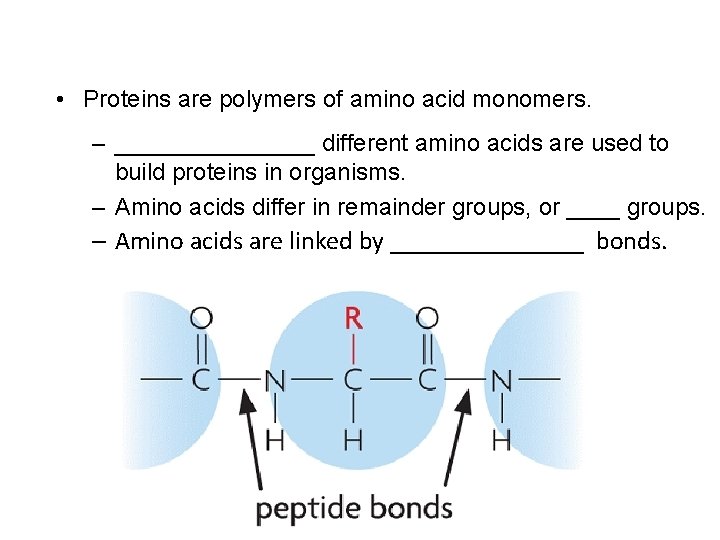  • Proteins are polymers of amino acid monomers. – ________ different amino acids
