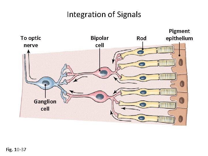 Integration of Signals To optic nerve Ganglion cell Fig. 10 -37 Bipolar cell Rod