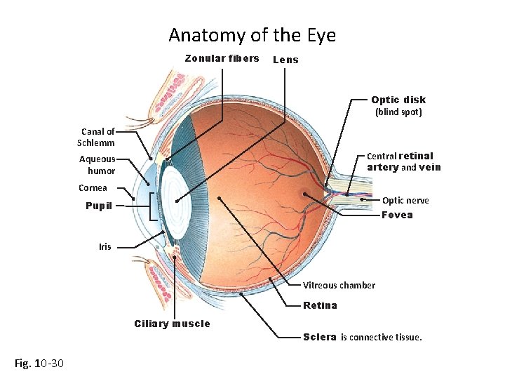 Anatomy of the Eye Zonular fibers Lens Optic disk (blind spot) Canal of Schlemm