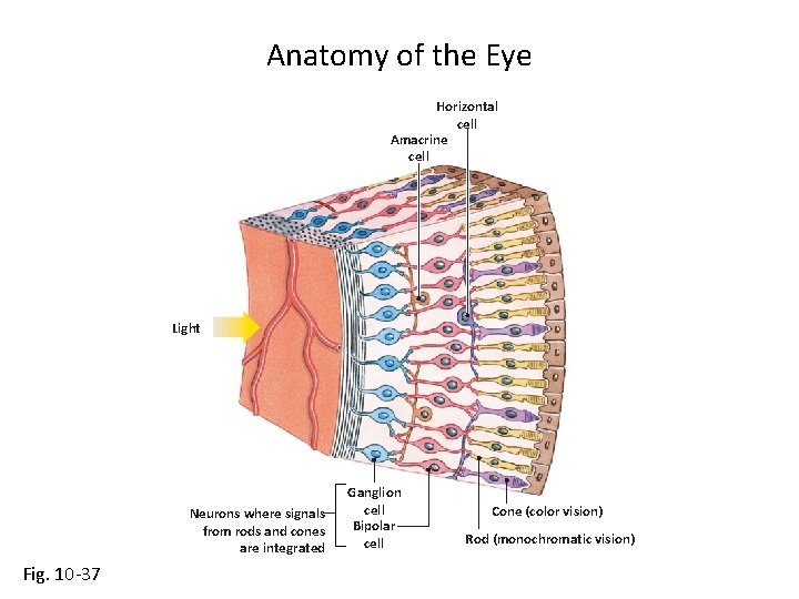 Anatomy of the Eye Horizontal cell Amacrine cell Light Neurons where signals from rods