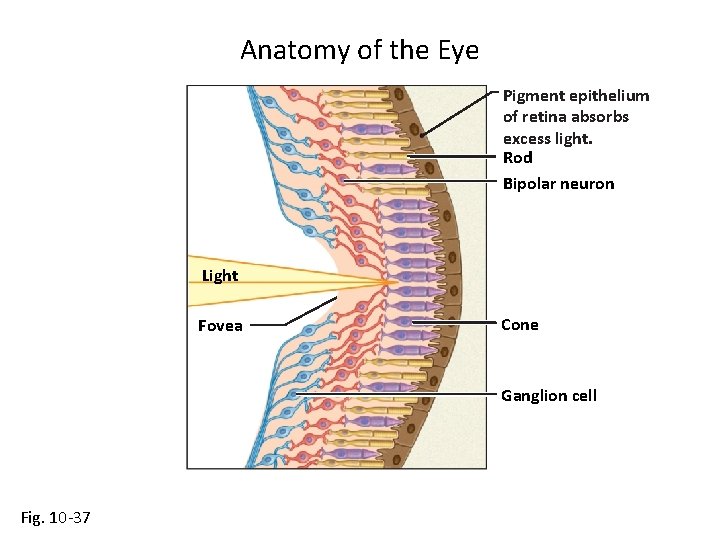 Anatomy of the Eye Pigment epithelium of retina absorbs excess light. Rod Bipolar neuron