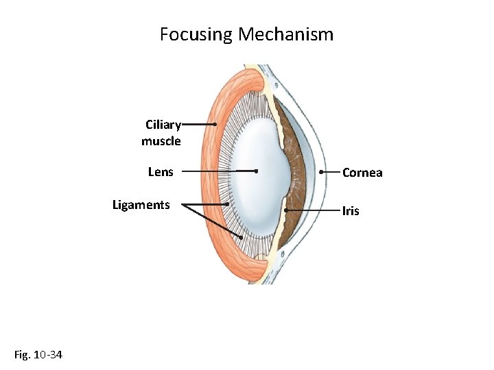 Focusing Mechanism Ciliary muscle Lens Ligaments Fig. 10 -34 Cornea Iris 