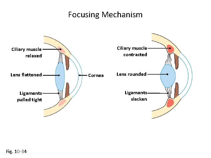 Focusing Mechanism Ciliary muscle contracted Ciliary muscle relaxed Lens flattened Ligaments pulled tight Fig.