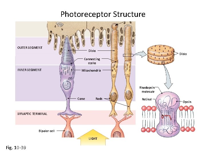 Photoreceptor Structure OUTER SEGMENT Disks Connecting stalks INNER SEGMENT Mitochondria Rhodopsin molecule Cone Rods