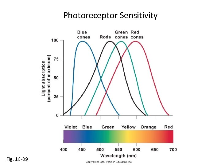 Photoreceptor Sensitivity Fig. 10 -39 