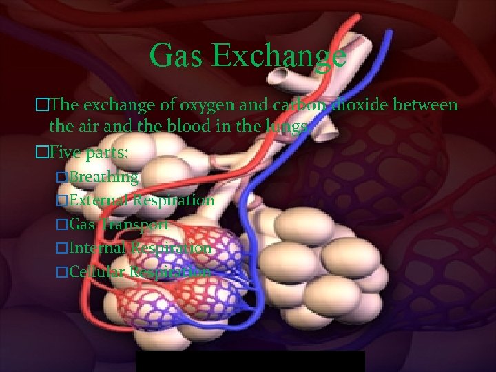 Gas Exchange �The exchange of oxygen and carbon dioxide between the air and the